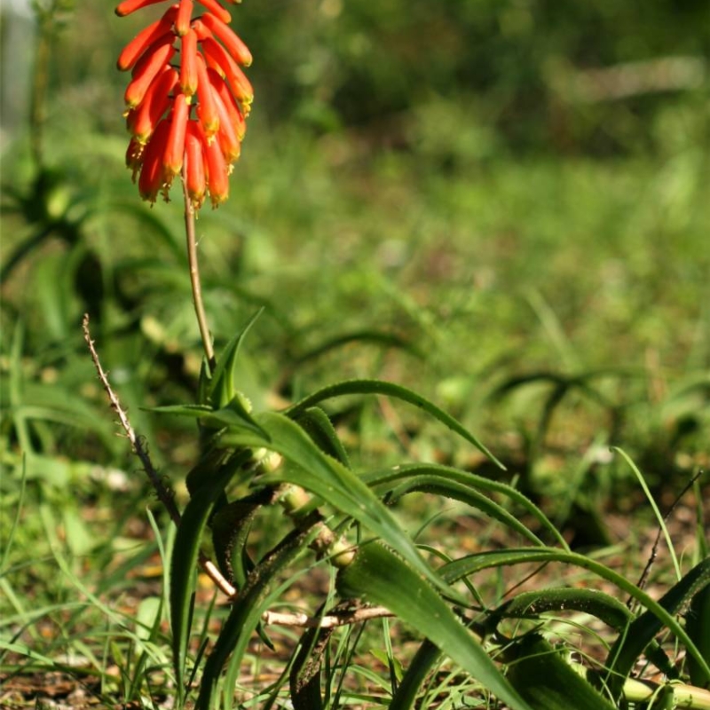 Common Climbing Aloe Aloiampelos ciliaris